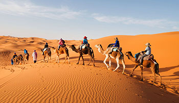 Camel Ride Sunrise Tour
